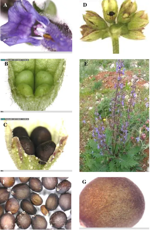 Figura 3 – Salva: caules (E), folhas (E), inflorescência (E), flores  (A), frutos (B e C), clusas (D) e frutos (F e G)