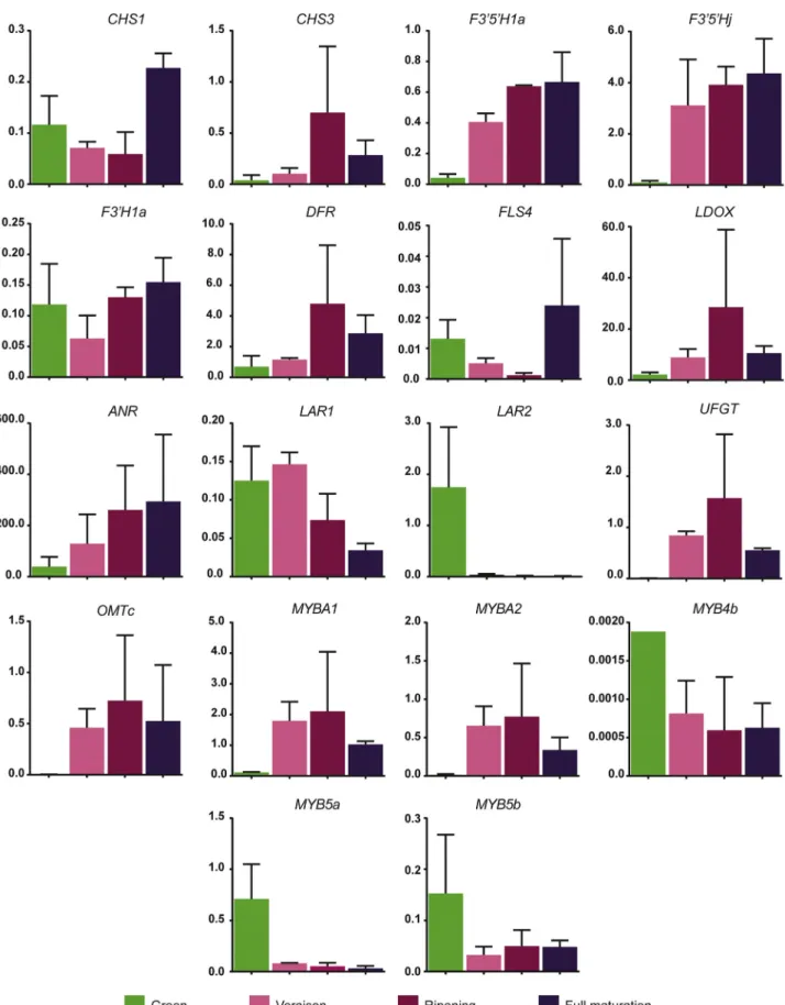 Fig. 2. Expression level of genes and transcription factors involved in the biosynthesis of anthocyanins (CHS1, CHS3, F3 ′ 5 ′ 1a, F3 ′ 5 ′ Hj, F3 ′ H1a, DFR, FLS4, LDOX, ANR, LAR1, LAR2, UFGT, OMTc, MYBA1, MYBA2, MYB4b, MYB5a, MYB5b) in cv