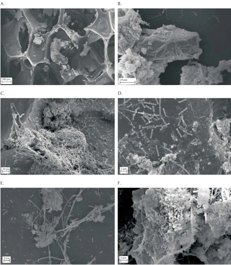 Figure 4. Morphological observations with scanning electron microscope of support material used in foam reactors for the treatment of wastewater from processing coffee grains