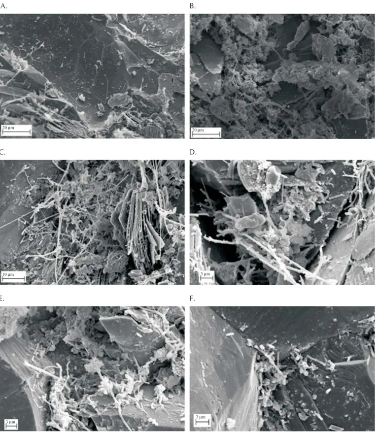 Figure 5. Morphological scanning observations by means of electron microscope of support material of the crashed stone reactor for the treatment of wastewater from coffee grains processing