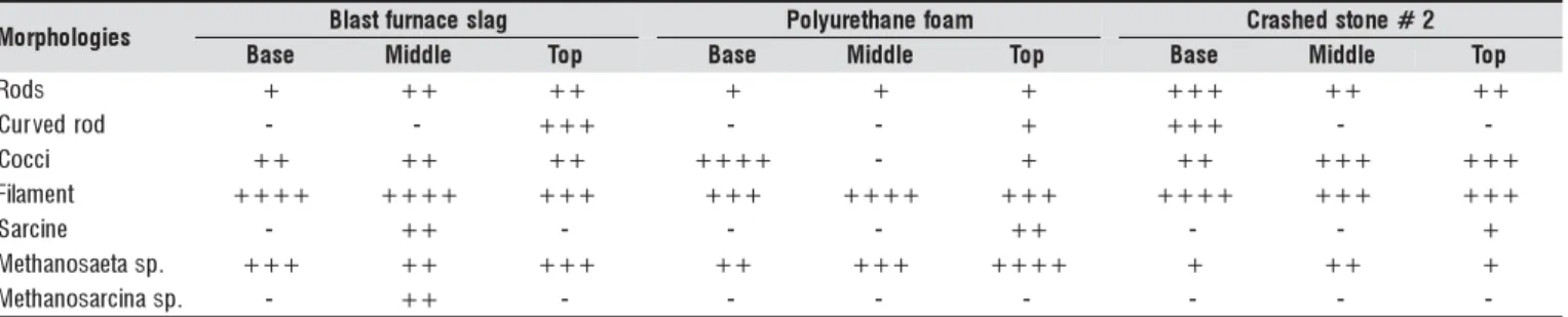 Table 4. Morphological characterization of biomass present in anaerobic reactors treating wastewater during the third phase of the system operation