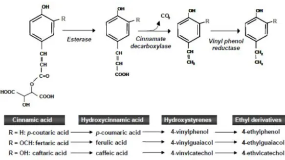 Figure 1.1 - Formation pathway of volatile phenols via the decarboxylation of hydroxycinnamic  acids