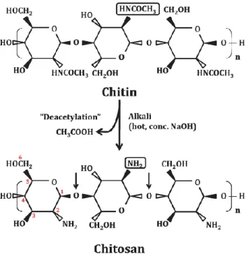 Figure 1.2 - Preparation of chitosan by deacetylation of chitin.