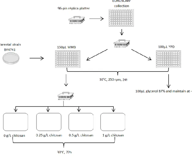 Figure  2.1-  Scheme  of  the  procedure  used  to  perform  the  genome-wide  phenotypic  screening  of EUROSCARF for the identification of determinants of resistance and sensitivity to chitosan