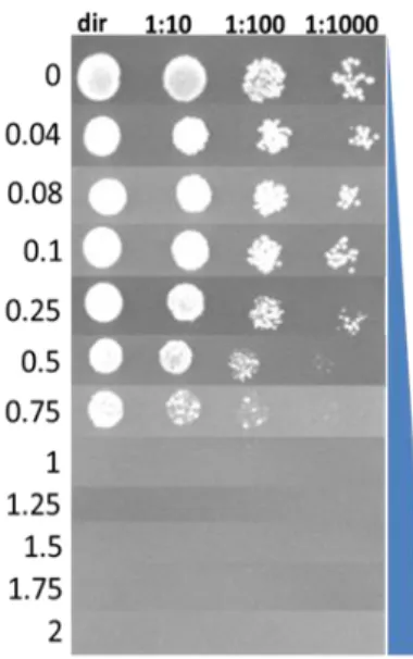 Figure 3.3 - Spot dilution assay of wild type strain BY4741 were spotted on MMB medium agar  plates containing various concentrations of chitosan (between 0.0 and 2.0 g/L)