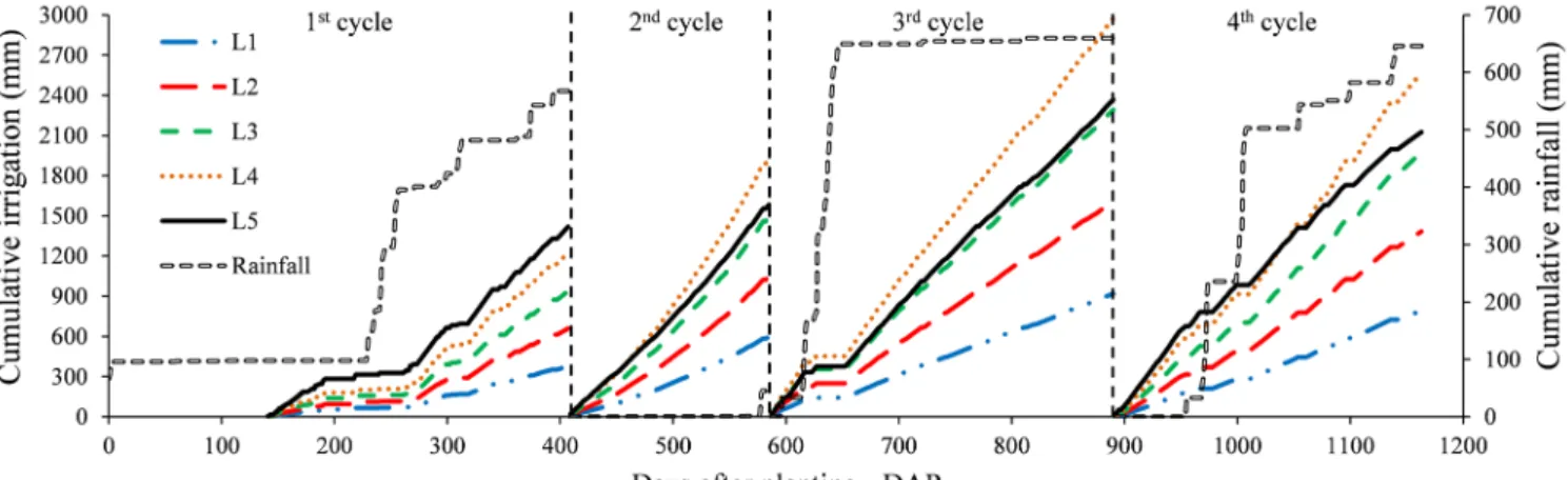 Figure 2. Cumulative irrigation and rainfall for irrigations based on leaf area (L1, L2, L3 and L4) and ETc (L5)where: