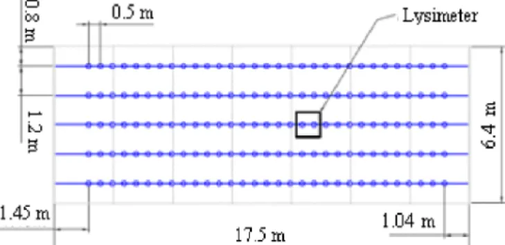 Figure 1.  Scheme of sweet pepper implantation