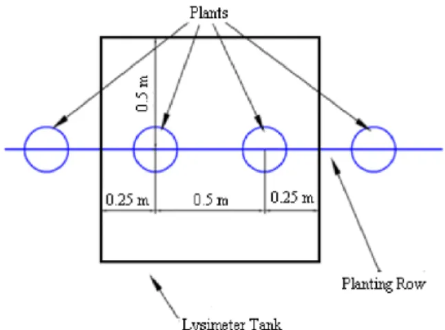 Figure 2.  Scheme of sweet pepper planting in the lysimeter  tank