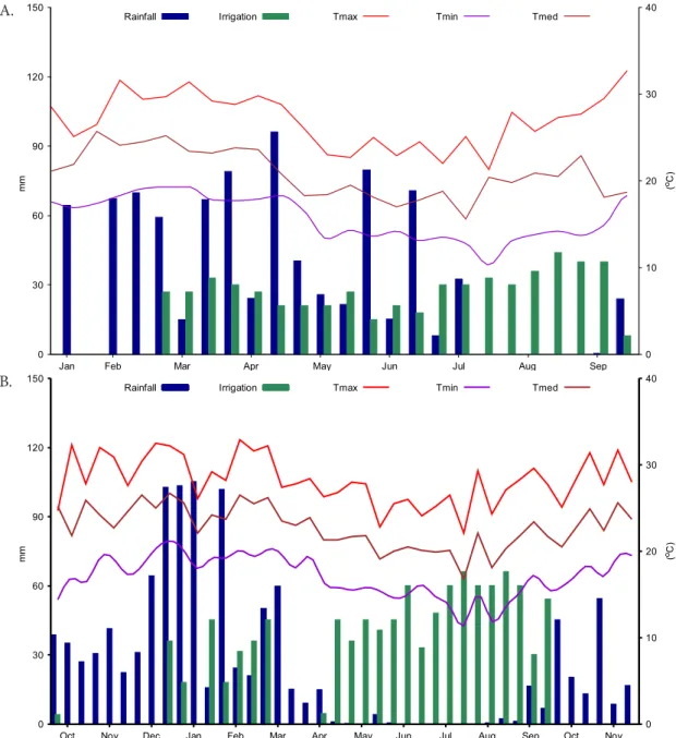 Figure 1. Total values of rainfall and irrigation every 10 days and mean values of maximum, minimum and mean air  temperature during the experimental period for the 1 st  (A) and the 2 nd  (B) ratoons