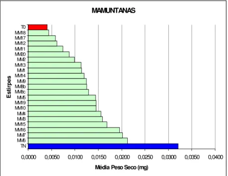 Figura  10:  Peso  Seco  (mg),  da  parte  aérea  de  plantas  de  Medicago  sativa  cultivar  Mamuntanas,  inoculadas com estirpes de Sinorhizobium (previamente isoladas desta mesma cultivar e designadas por  MM)