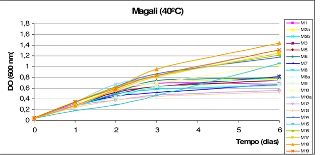Figura 24: Resultados referentes aos valores de DO 600  obtidos para as estirpes da cultivar Magali quando  submetidas, durante 6 dias, à temperatura de 40ºC