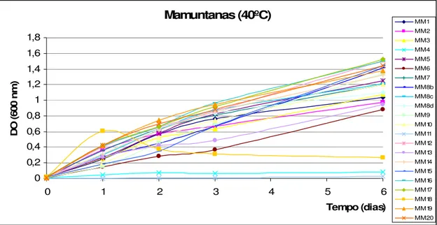 Figura 26: Resultados referentes aos valores de DO 600  obtidos para as estirpes da cultivar Mamuntanas  quando submetidas, durante 6 dias, à temperatura de 40ºC
