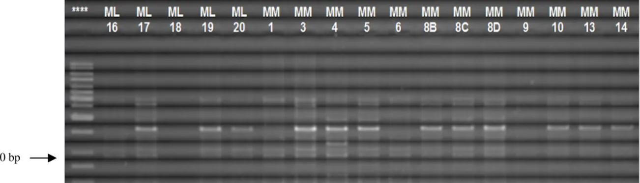 Figura 57: Resultados referentes a nodC – PCR, para as estirpes de  Sinorhizobium isoladas de Melissa  (ML16 – ML20) e Mamuntanas (MM1 – MM14) ; ***= Marcador 1000 pb; C- = controlo negativo