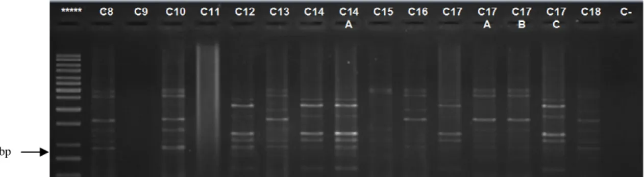 Figura 61: Resultados referentes a nodC – PCR, para as estirpes de Sinorhizobium isoladas de Coussouls  (C8 – C18); ***= Marcador 1000 pb; C- = controlo negativo