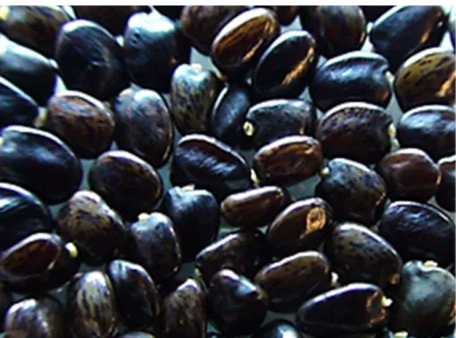 Figura 3: Aspeto visível do lote de sementes de G. tenera 