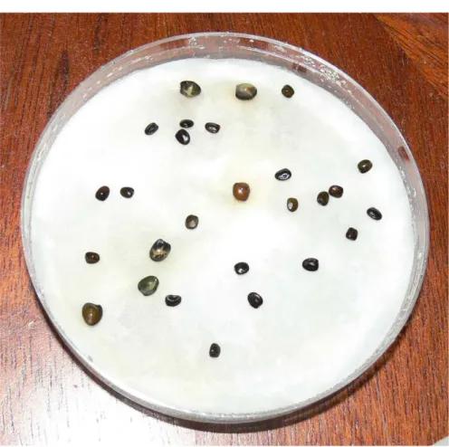 Figura 5: Distribuição de sementes de G. tenera em placa de Petri com fundo  humedecido