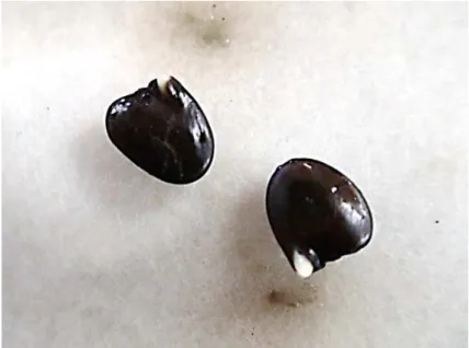 Figura 6: Eclosão da radícula na semente de G. tenera. 