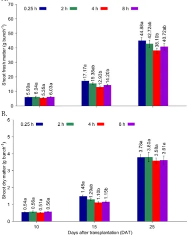Figure 4.  Means of shoot fresh matter (ShFM bunch ) (A) and  shoot dry matter (ShDM bunch ) (B) of the bunch of hydroponic  coriander under different frequencies of recirculation of  nutrient solution  at 10, 15 and 25 days after transplantation  (DAT)