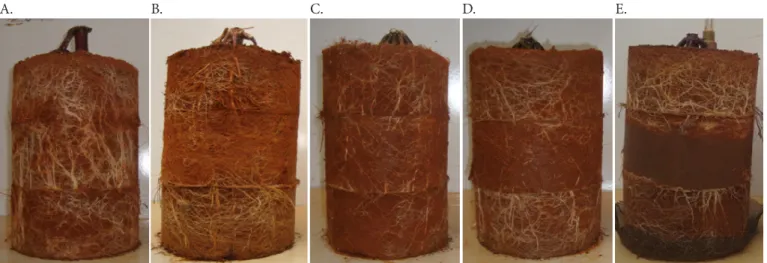 Figure 2. Distribution of roots in the soil profile of the experimental units at soil bulk densities of 1.0 (A), 1.2 (B), 1.4  (C), 1.6 (D) and 1.8 Mg m -3  (E)