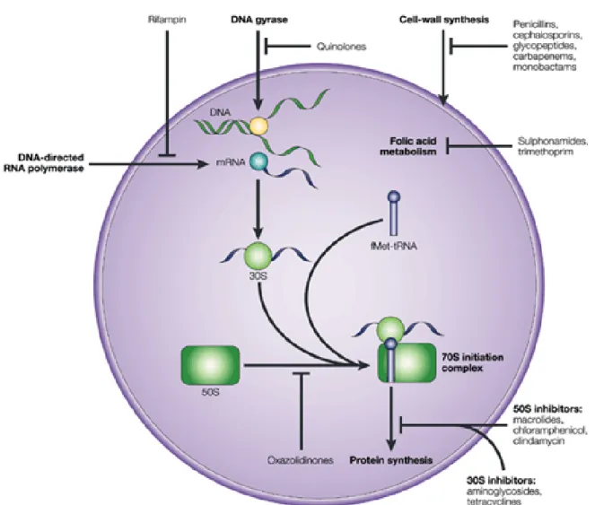 Figure I.2.2 | Mechanisms of antimicrobial action  