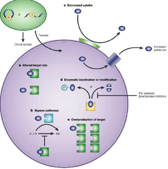 Figure I.2.3 | Bacterial mechanisms of antimicrobial resistance  