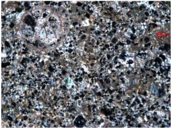 Fig. 17. The micrograph of Comiso stone thin section using crossed nicols. 