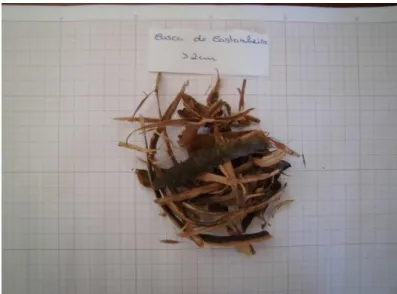 Figura 2.16: Casca de castanheiro resultante do descasque de troncos com diâmetro superior a 2 cm