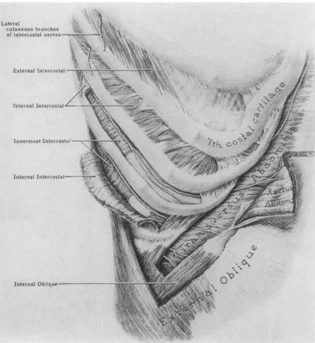 Figura 5 – os intercostais, as costelas inferiores e os músculos do abdómen (Miller, R., 2000) 