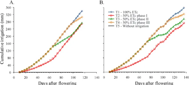 Figure 2. Cumulative irrigation applied in different treatments of RDI in ‘Tommy Atkins’ mangoes during the evaluation  period, (A) first cycle and (B) second cycle