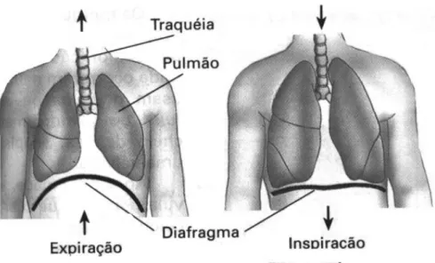 Figura 3 -  Ilustração da posição do diafragma no momento de expiração e inspiração 