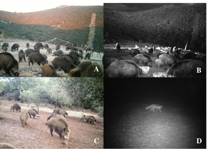 Figura  9.  Imagens pertencentes a estudo de foto armadilhagem; Grupo de javalis partilhando o espaço de  alimentação  com  grupo  de  veados  (A);  Grupo  de javalis  durante  a  noite  (B)  e  dia  (C); raposa  fotografada  pela câmara (D) 
