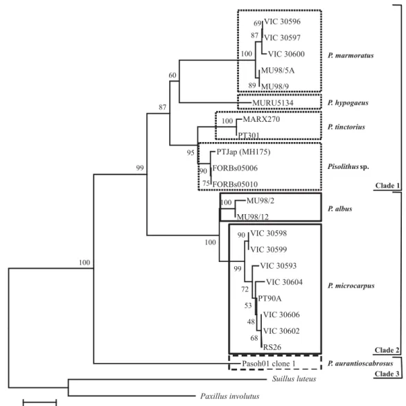 Figure 2. Cladogram obtained by phylogenetic relationships in Pisolithus based on the rDNA ITS sequence.