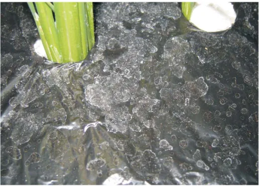 Figure 3. White precipitate on the polyethylene cap that covered the pots with plants.