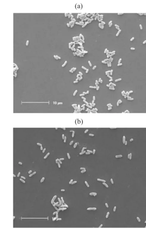 Figure 2. Scanning electron microscopy of vegetative cells of strain RP1p (a) and RP2p (b) shows frequent occurrence in pairs