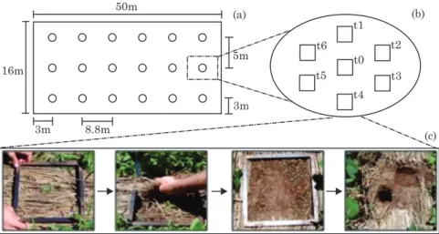 Figure 2. Diagram of the sampling procedure. (a) The experimental plot and collection points for each sampling time