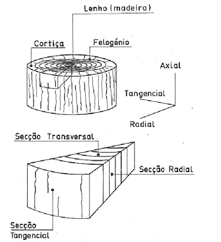 Figura 5 - Célula de cortiça e as suas dimensões [Gibson 1997]. 