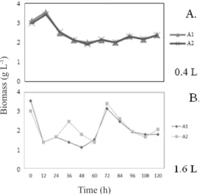 Figure 1. Variation of biomass concentration during the  fermentation of the hemicellulosic hydrolysate of cashew  peduncle bagasse with hydrolyzed liquor 1 - 0.40 L (A)  and hydrolyzed liquor 2 - 1.6 L (B)