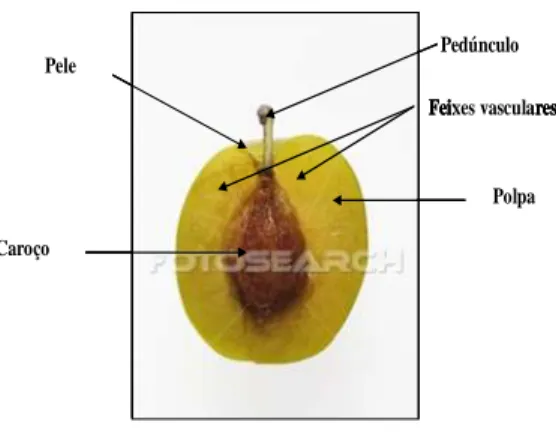Figura 1.1 Morfologia da ameixa. 
