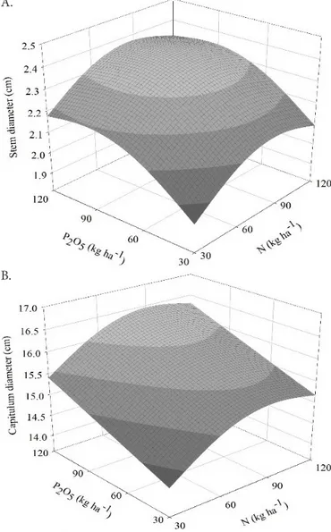 Figure 2. Response surface for stem diameter (A) and  capitulum diameter (B) of sunflower plants as a function  of N and P 2 O 5  doses applied in the soil 