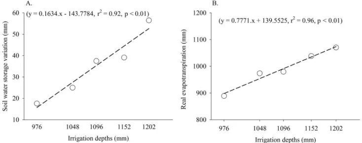 Figure 3. Effect of irrigation depths (mean of 583, 655, 703,  759 and 809 mm year -1  plus rainfall of 393 mm year -1 ) on  the ET/ET 0  ratio of forage cactus