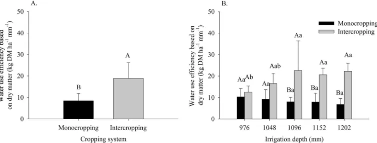 Figure 4.  (A) Effects of forage cactus sorghum intercropping and (B) of its interaction with irrigation depths plus rainfall  of 393 mm year -1  on water use efficiency based on dry matter