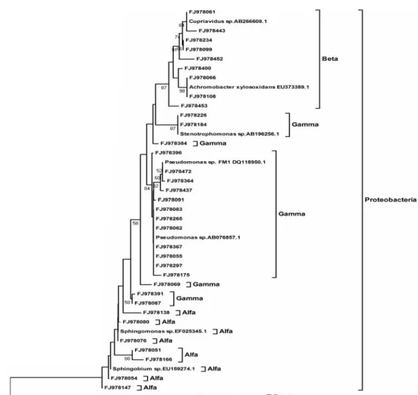 Figure 1. Phylogenetic tree based on the partial sequences of 16S rDNA from the consortium, generated by the MEGA program, version 4