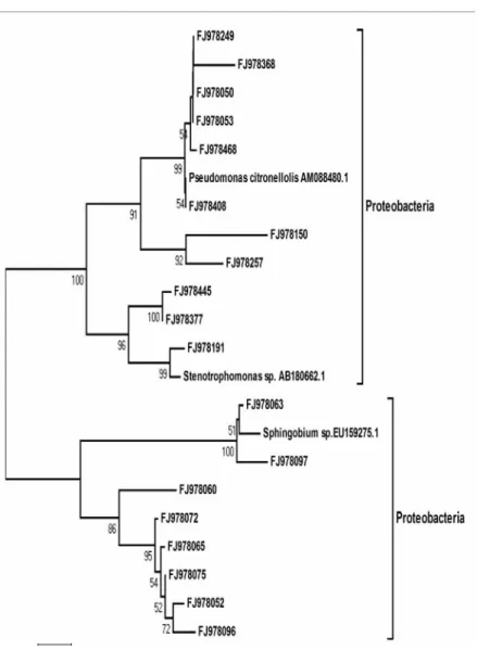 Figure 2. Phylogenetic tree based on the partial sequences of 16S rDNA from the consortium, generated by the MEGA program, version 4