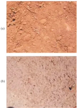 Figure 3. Roughness evolution of the Typic Hapludult during the rainfall events T0, T3, T5 and T10.