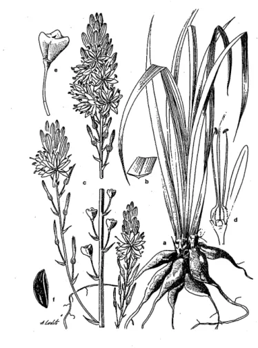 Figura  1.7  -  A.  bento-rainhae.  a  -  sistema  radicular  e  base  das  folhas;  b  -  secção  da  folha;  c  -  inflorescência;  d  -  detalhe  do  perianto,  androceu  e  gineceu; e - cápsula; f - semente (adaptado de Lifante &amp; Valdés, 1996)