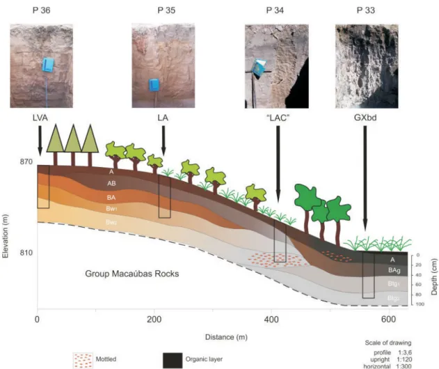 Figure 2. Zones in the microbasin of the Lagoa do Leandro swamp, differentiated by vegetation, soil, and topography.