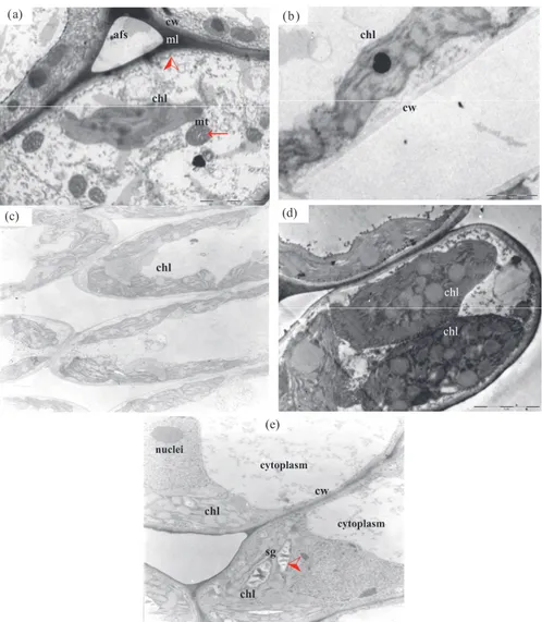 figure 1. transmission electron microscopy images of cells of the leaf mesophyll of the castor bean hybrid 