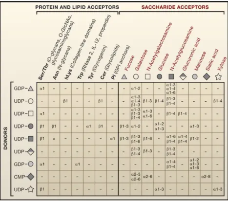 Figure  1.5  Representation  of  the  possible  linkages  between  sugar  donors  (on  the  left)  and  their  respective  protein and lipid acceptors (up-left) or/and their saccharide acceptors (up-right)