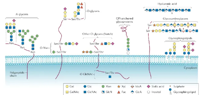 Figure 1.6 Common classed of glycoconjugates in mammalian cells. N-glycans, O-glycans, GPI-anchored glycoproteins and  glycosaminoglycans  are  the  major  class  of  protein  linked  to  glycans;  differs  for  preferences  in  aminoacidic  linkage  and  