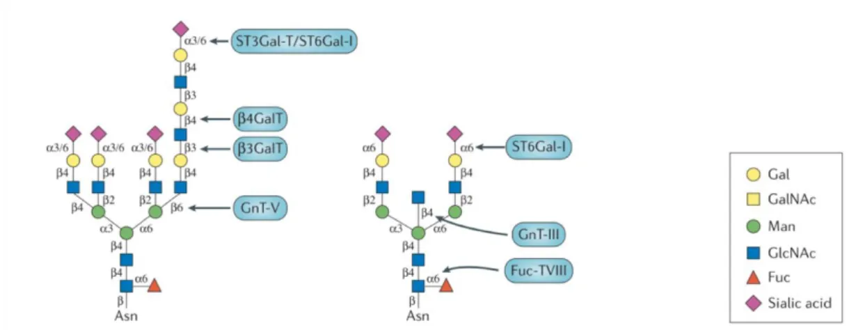 Figure  1.8  Example  of  different  N-glycans  with  specific  glycoenzymes,  responsible  for  each  linkage  (in  blue)
